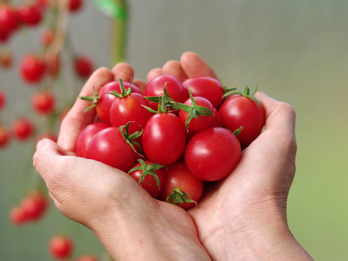 томат Зимняя вишня F1